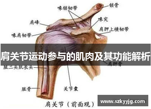 肩关节运动参与的肌肉及其功能解析